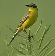 Western Yellow Wagtail