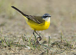 Western Yellow Wagtail