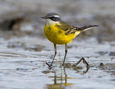 Western Yellow Wagtail