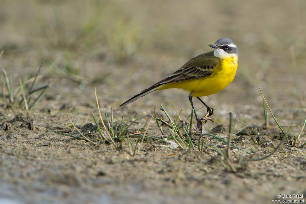 Western Yellow Wagtail male adult, identification