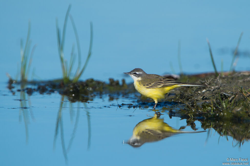 Western Yellow Wagtail female adult, identification