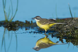 Western Yellow Wagtail