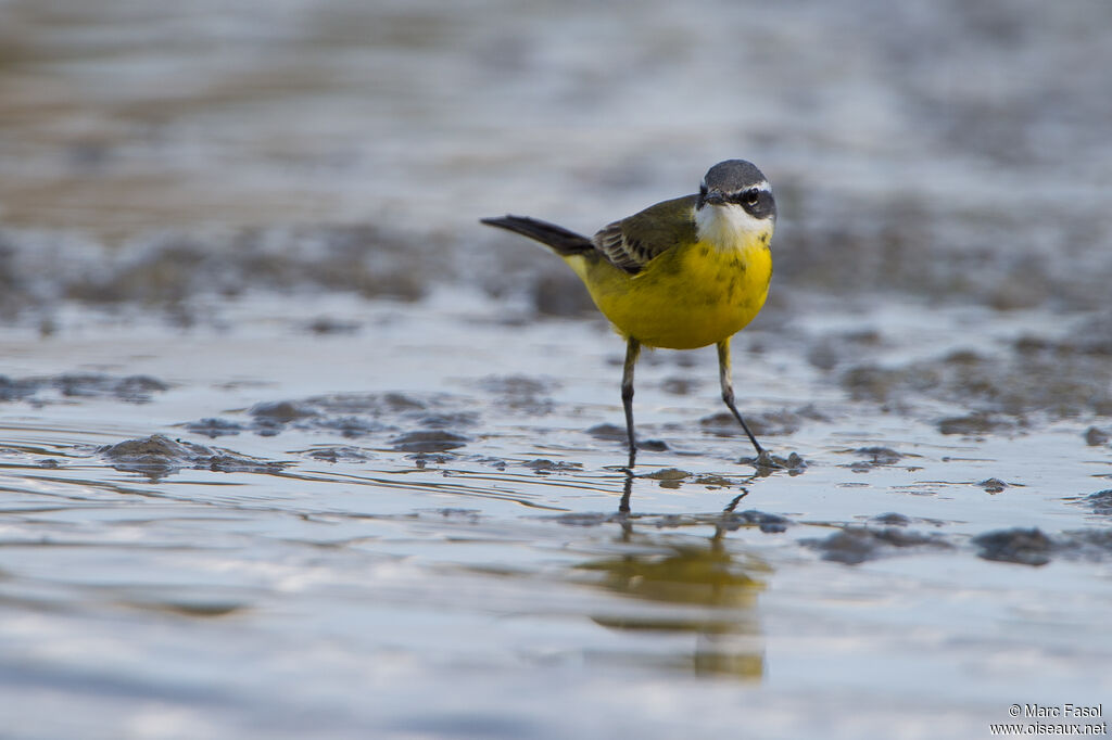 Western Yellow Wagtail