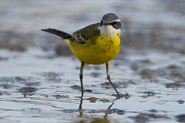 Western Yellow Wagtail