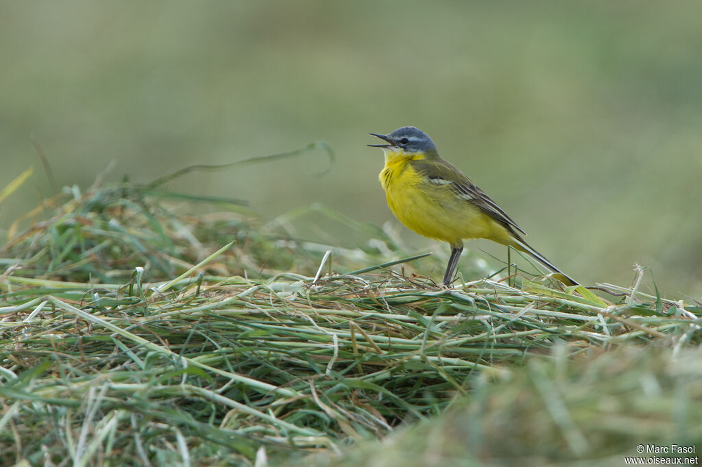 Western Yellow Wagtail male adult, song