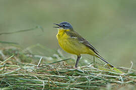 Western Yellow Wagtail