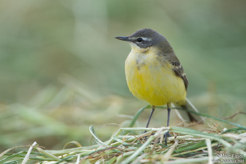 Western Yellow Wagtail female adult, identification