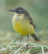 Western Yellow Wagtail