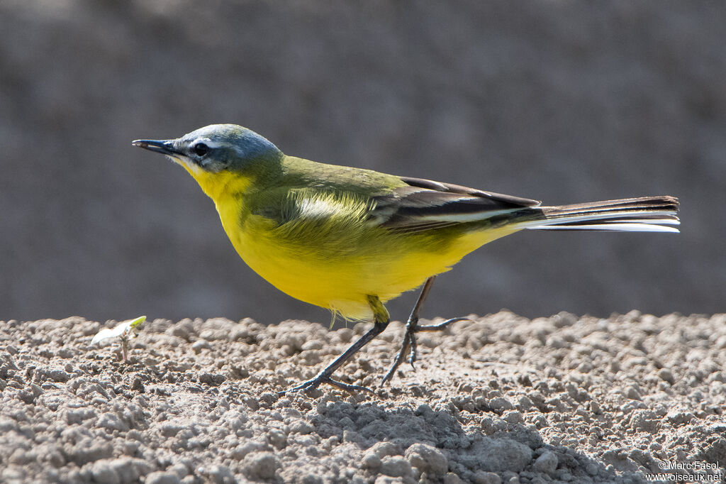 Western Yellow Wagtail male adult breeding, walking, eats