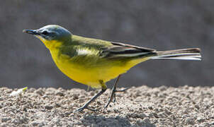 Western Yellow Wagtail