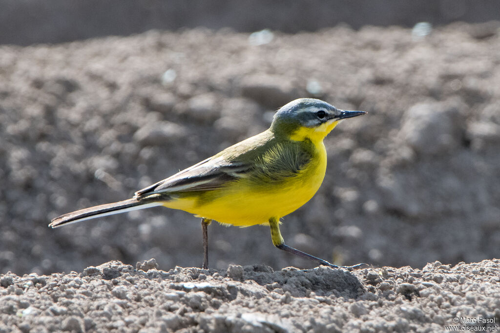 Western Yellow Wagtail male adult breeding, walking