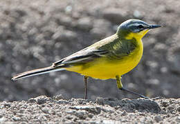 Western Yellow Wagtail