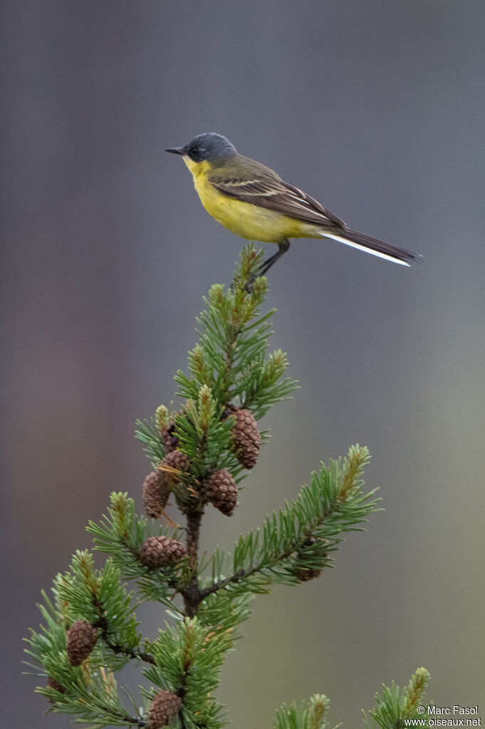 Western Yellow Wagtail male adult breeding, identification