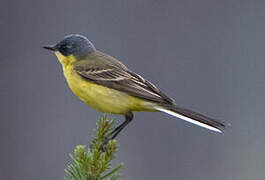 Western Yellow Wagtail