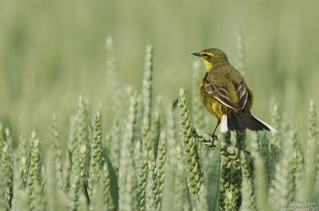 Western Yellow Wagtail male adult breeding, identification, Reproduction-nesting