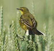 Western Yellow Wagtail