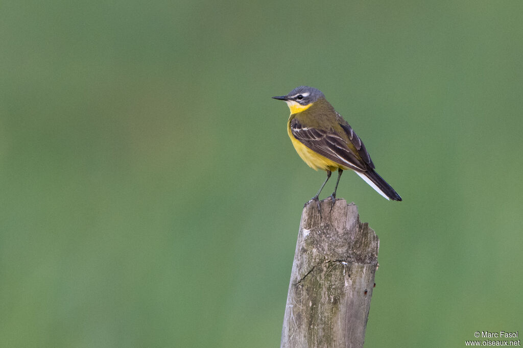 Western Yellow Wagtail male adult, identification