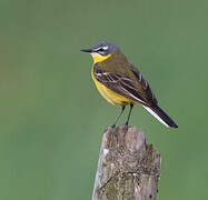 Western Yellow Wagtail