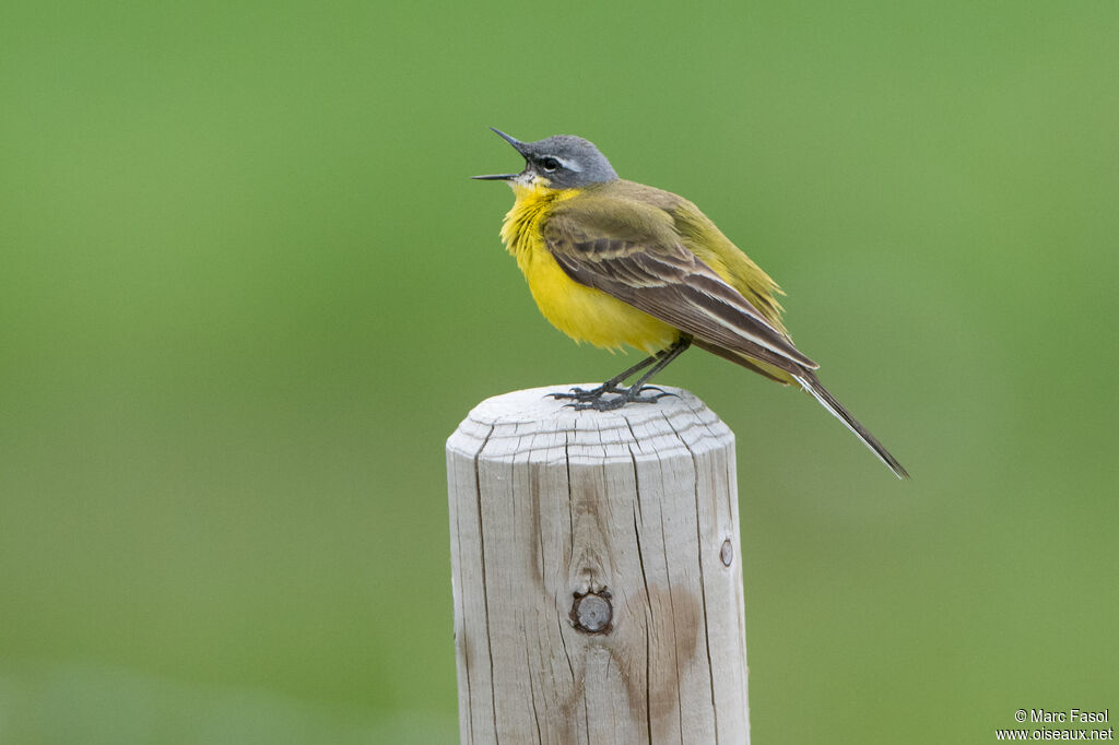 Western Yellow Wagtail male adult, identification