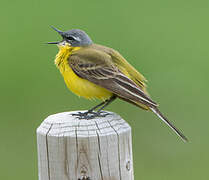 Western Yellow Wagtail