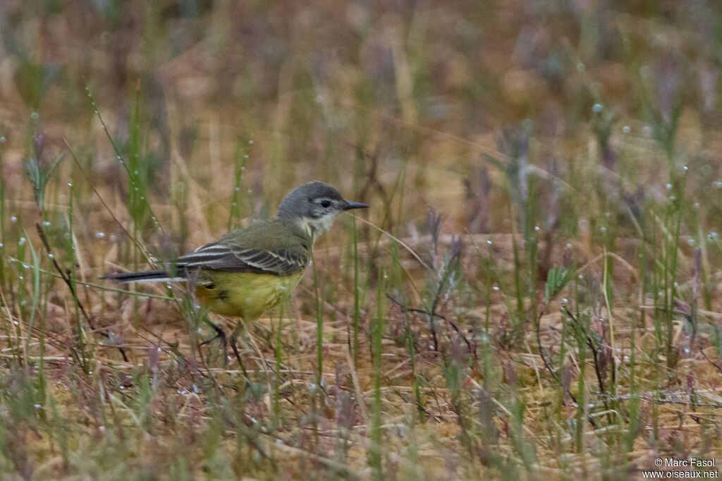 Western Yellow Wagtail female adult breeding, identification