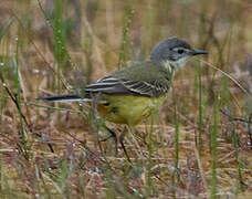 Western Yellow Wagtail