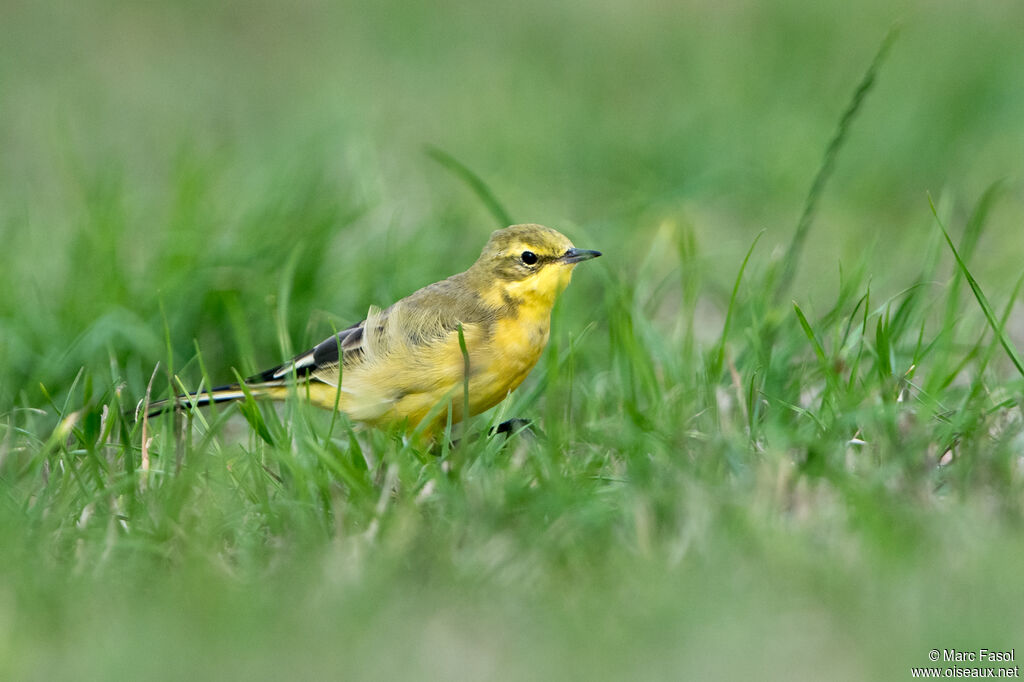 Western Yellow Wagtail male adult post breeding, identification, walking