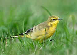 Western Yellow Wagtail