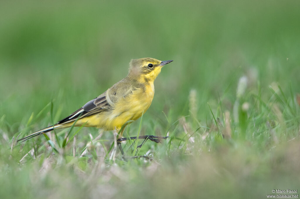 Western Yellow Wagtail male adult post breeding, identification, walking