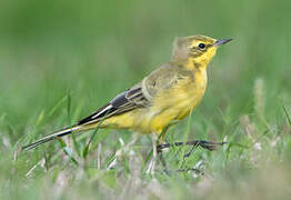 Western Yellow Wagtail