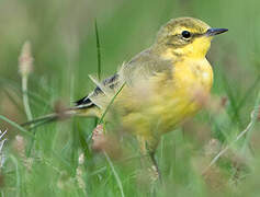 Western Yellow Wagtail