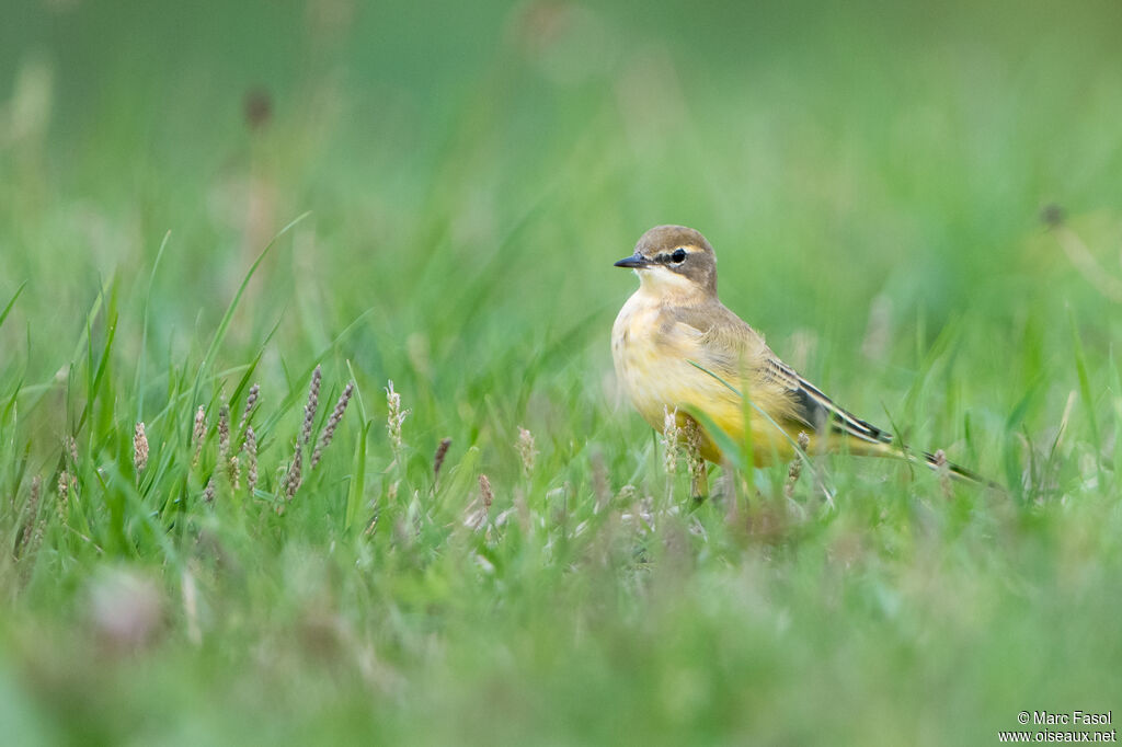 Western Yellow Wagtail female adult, identification, walking