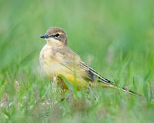 Western Yellow Wagtail