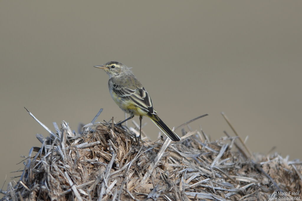 Western Yellow Wagtailadult post breeding, identification