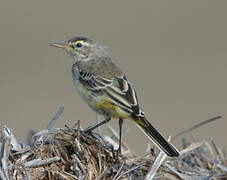 Western Yellow Wagtail