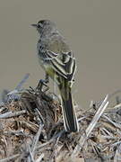 Western Yellow Wagtail