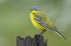 Western Yellow Wagtail