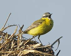 Western Yellow Wagtail