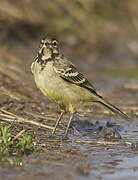 Western Yellow Wagtail