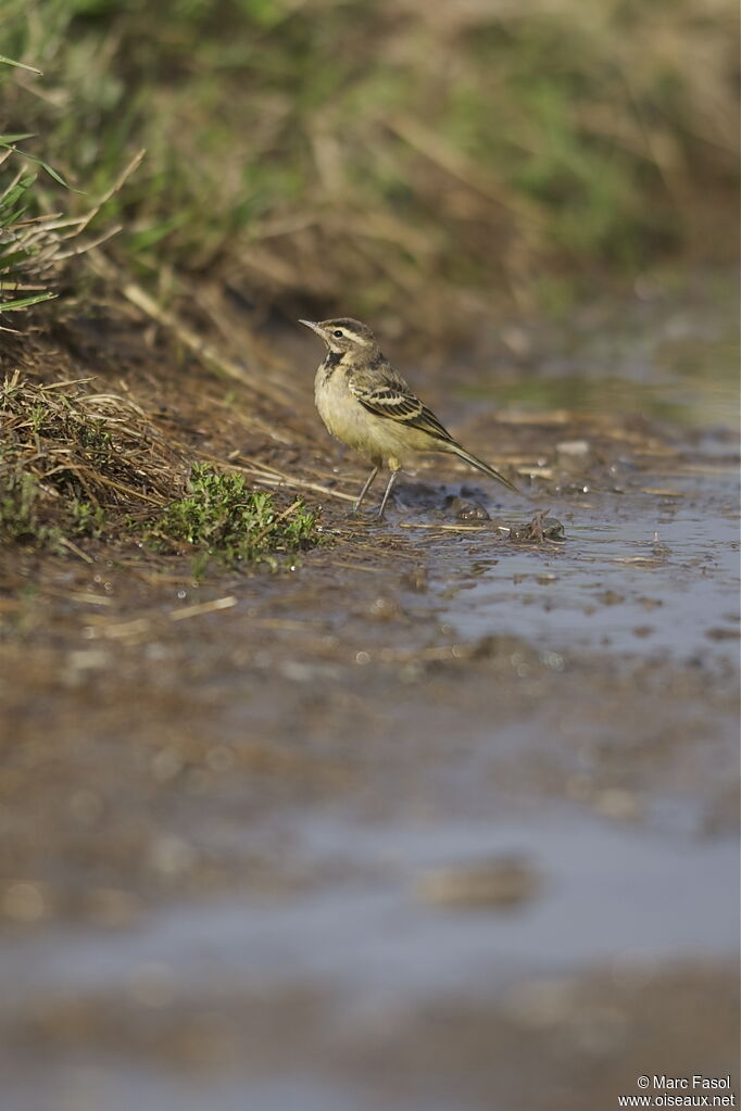 Western Yellow Wagtailjuvenile, identification