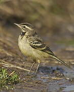 Western Yellow Wagtail