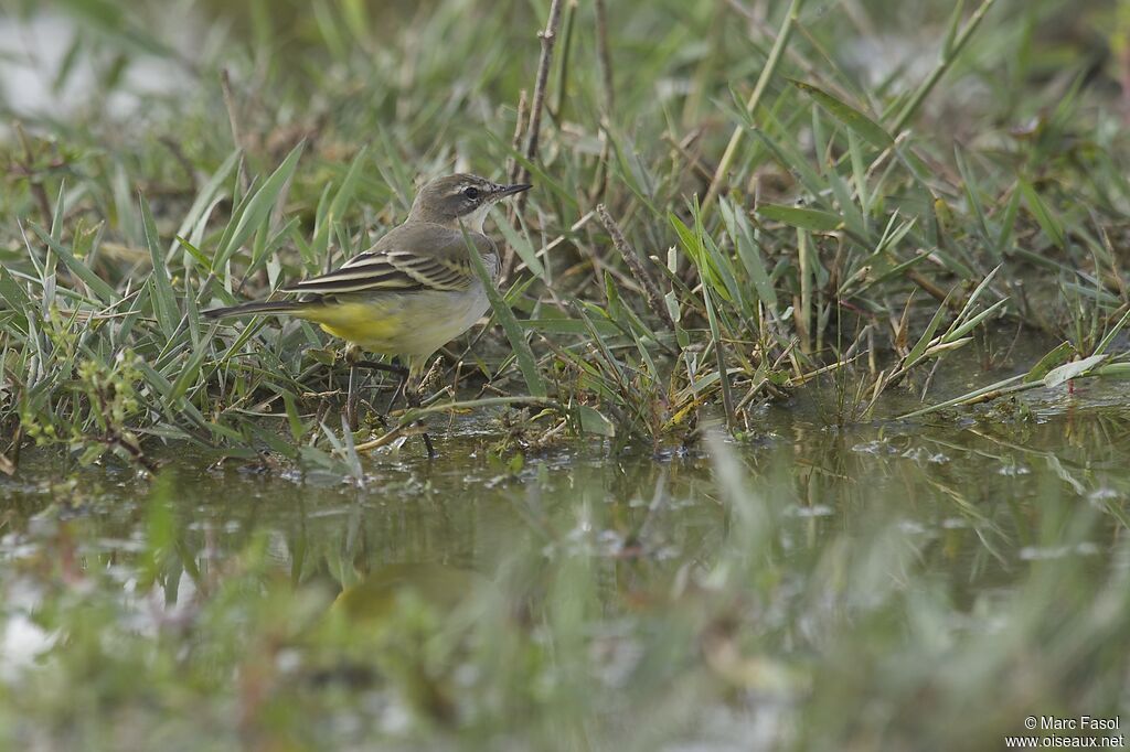 Western Yellow Wagtailadult post breeding, identification, Behaviour