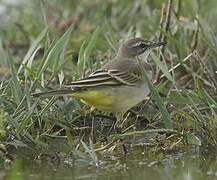 Western Yellow Wagtail