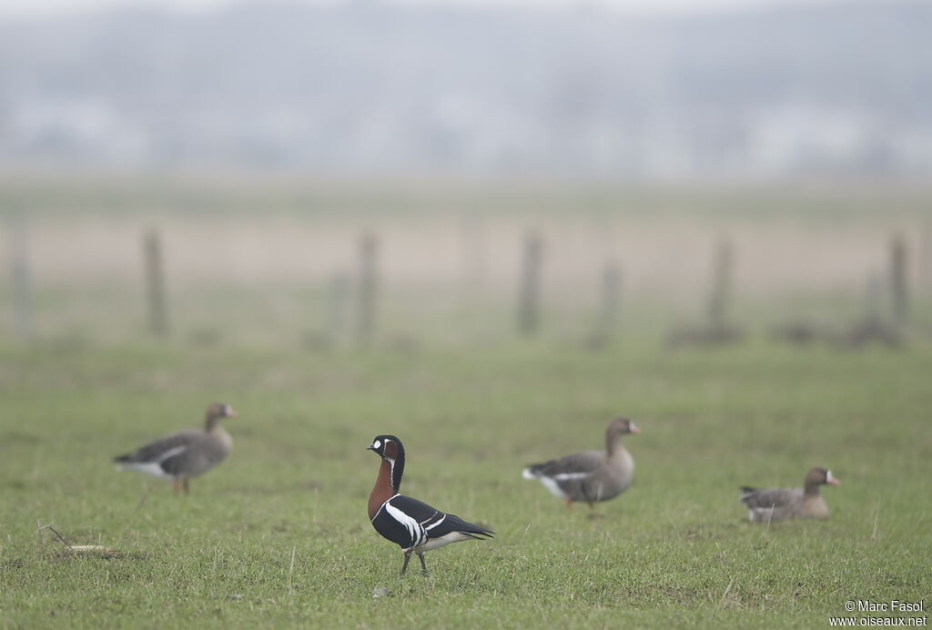 Red-breasted Gooseadult, identification