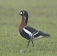 Red-breasted Goose