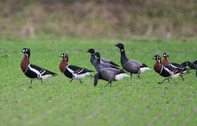 Red-breasted Goose