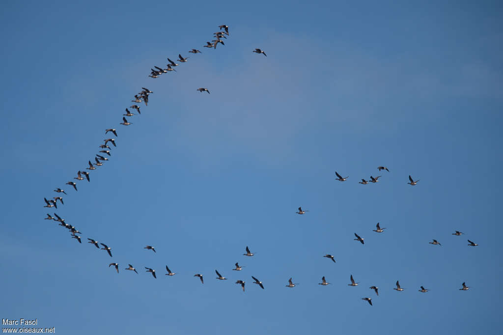 Brant Goose, Flight