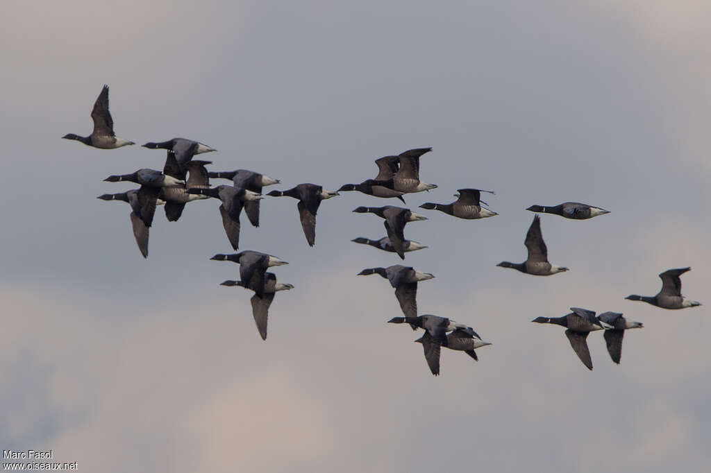 Brant Goose, Flight