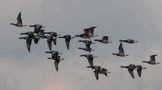 Brant Goose