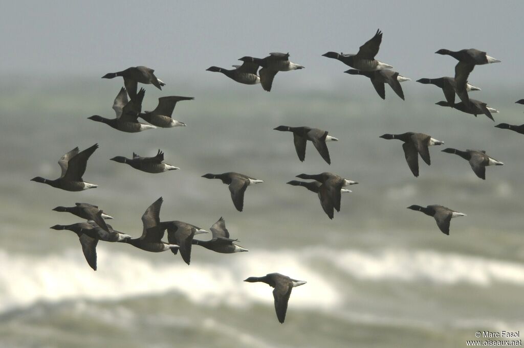 Brant Goose, Flight